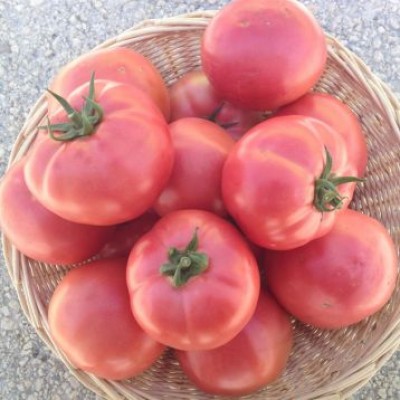 Семена томата EZ 2104 F1 ( 1000 семян), Libra Seeds (Erste Zaden), детерминантный, розовый биф